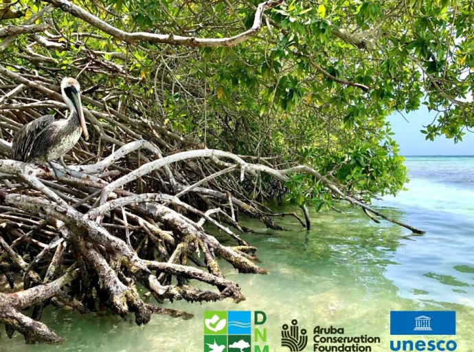 Aruba su status di UNESCO ‘Biosphere Reserve’ ta reforsa conservacion matanan di mangel