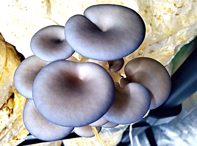 Agricultornan na Aruba ta produciendo ‘Oyster Mushrooms’ colorido tambe
