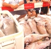 Awe ta e gran dia pa Torneo di Pesca na Hadicurari