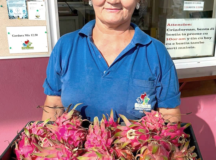 Santa Rosa satisfecho cu cosecha di Pitaya
