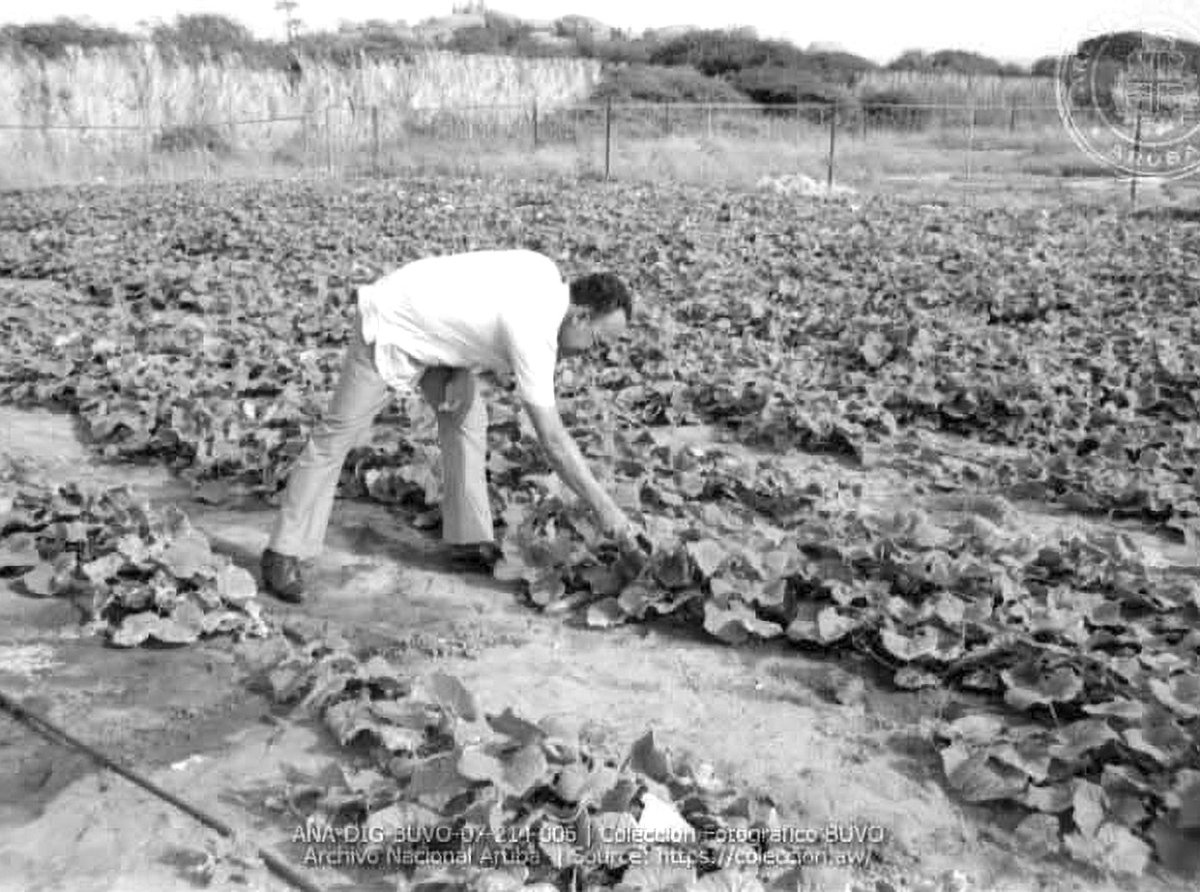 Recordando 50 Anniversario di Santa Rosa