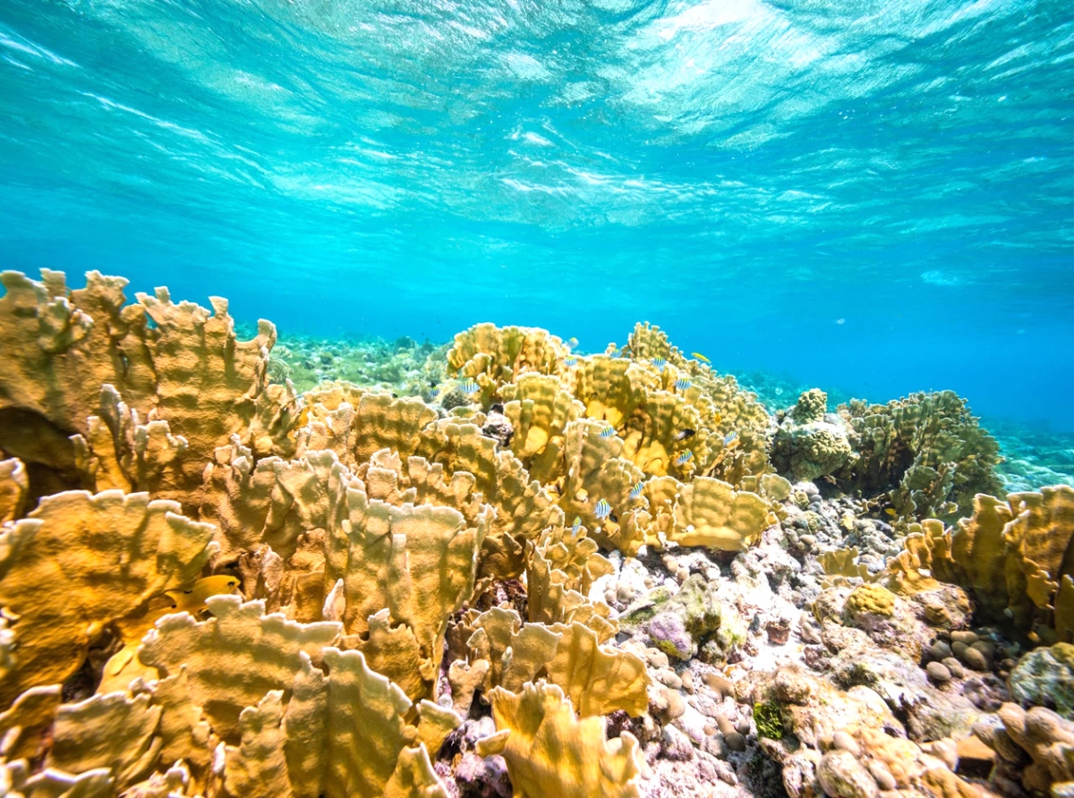 Aruba ta cuminza siguiente fase di consulta publico pa su areanan marino di lama grandi