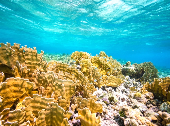 Aruba ta cuminza siguiente fase di consulta publico pa su areanan marino di lama grandi